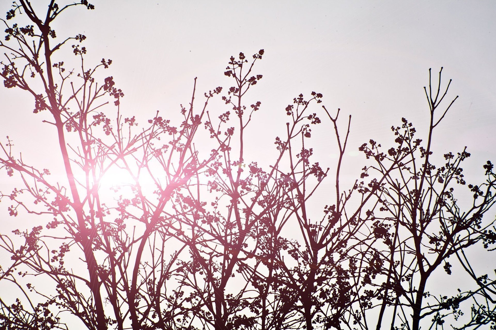 sun shines behind a newly blooming tree